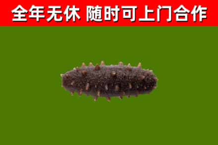 西塞山回收海参干